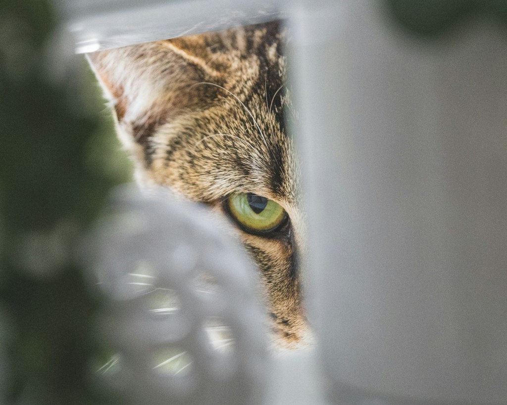 A cat peaking through something to show that there are hidden settings that you need to be aware of 